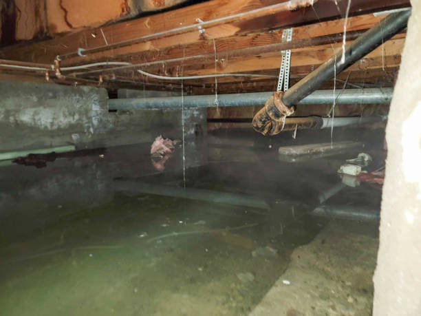 Best Commercial water damage restoration  in Cortland, IL